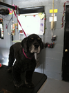 NH Pet Boarding and Grooming